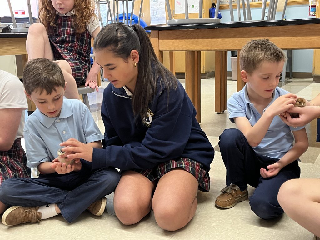 7th grade student helping kindergarten student safely hold baby chicks.